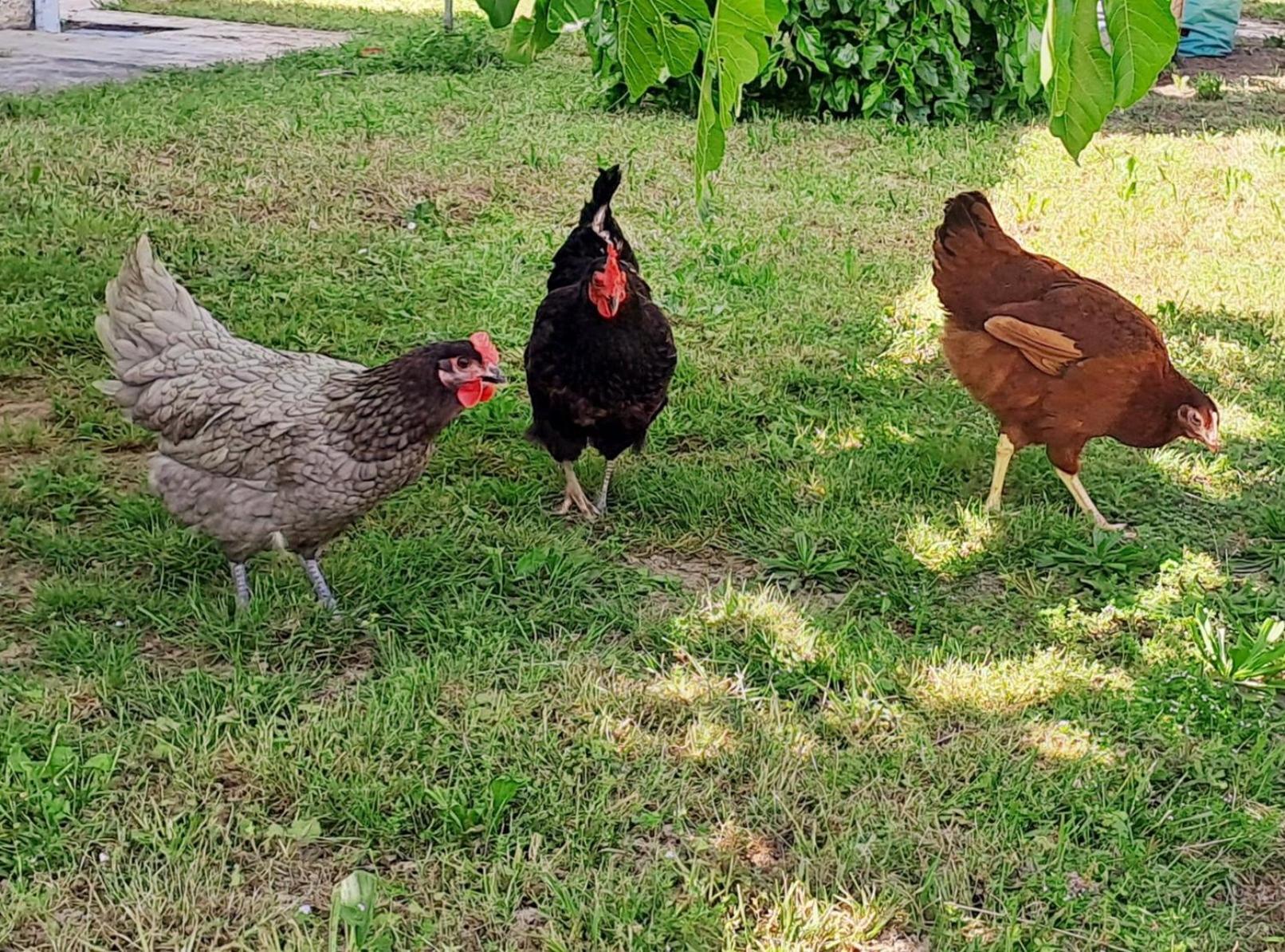 Les Gites De Lescurou Limogne-en-Quercy 外观 照片